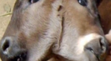 ГМО-продукт