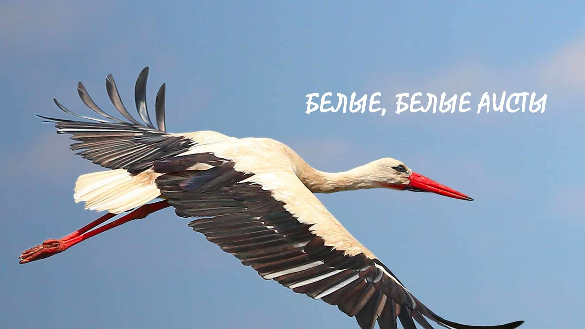 Белые, белые аисты