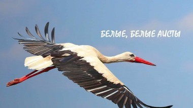 Белые, белые аисты