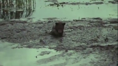 Фильм 2. Приключения медвежонка