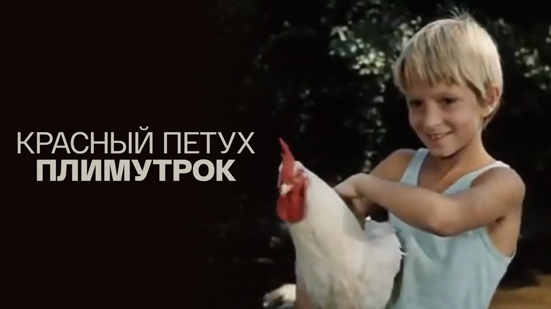 Красный петух Плимутрок