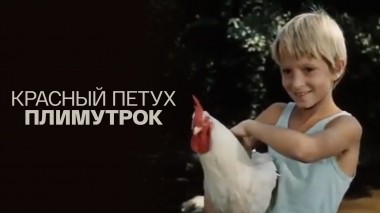 Красный петух Плимутрок