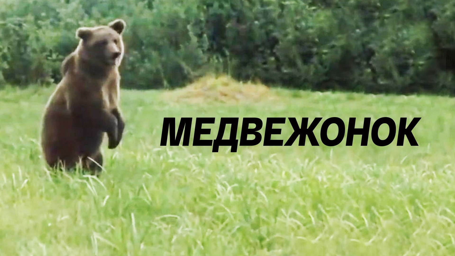 Медвежонок