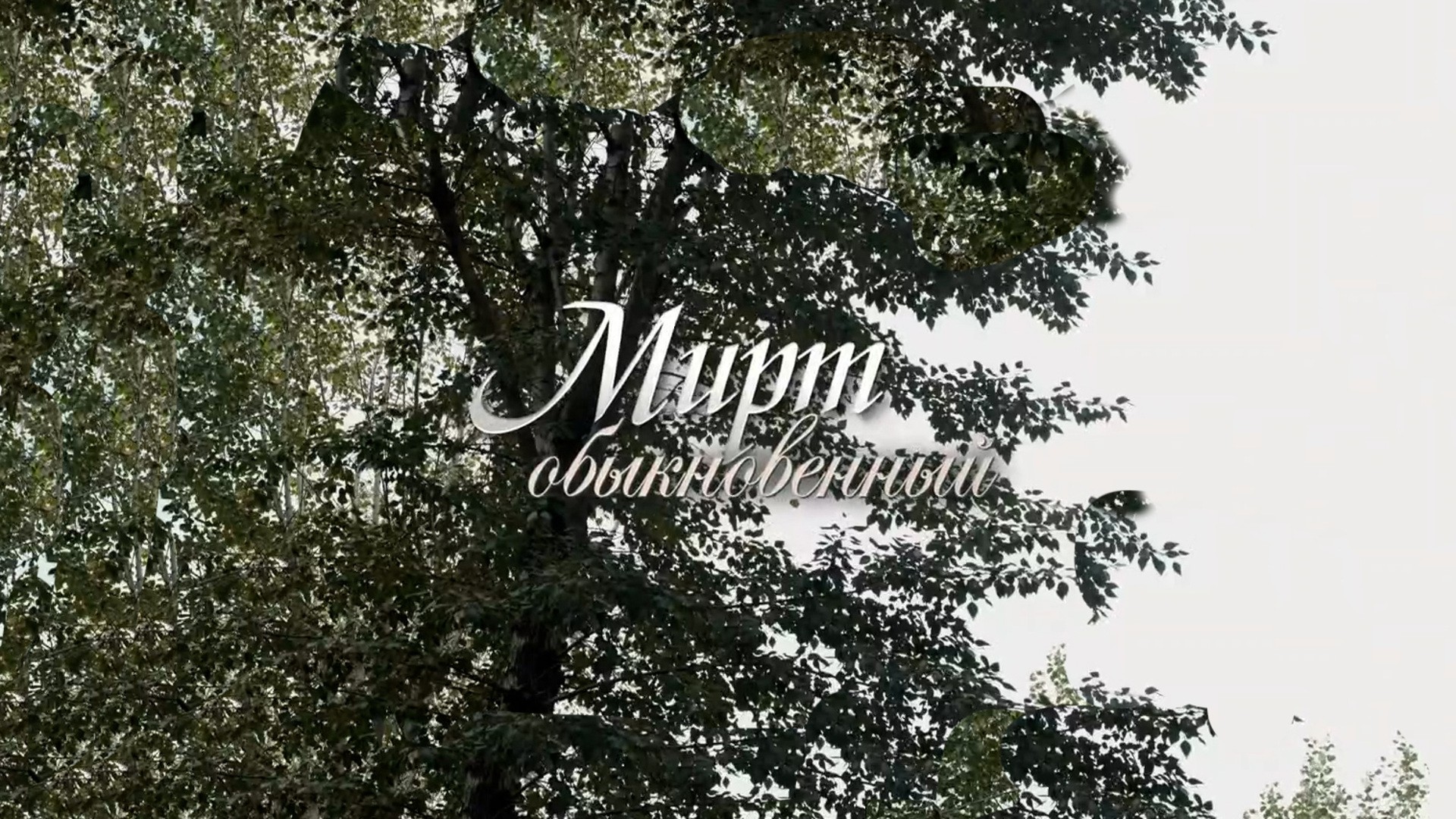 Мирт обыкновенный