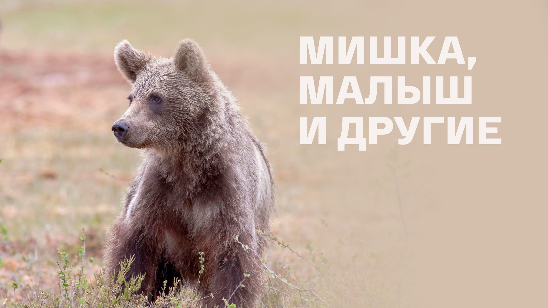 Мишка, Малыш и другие