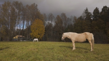 Пушкинские горы