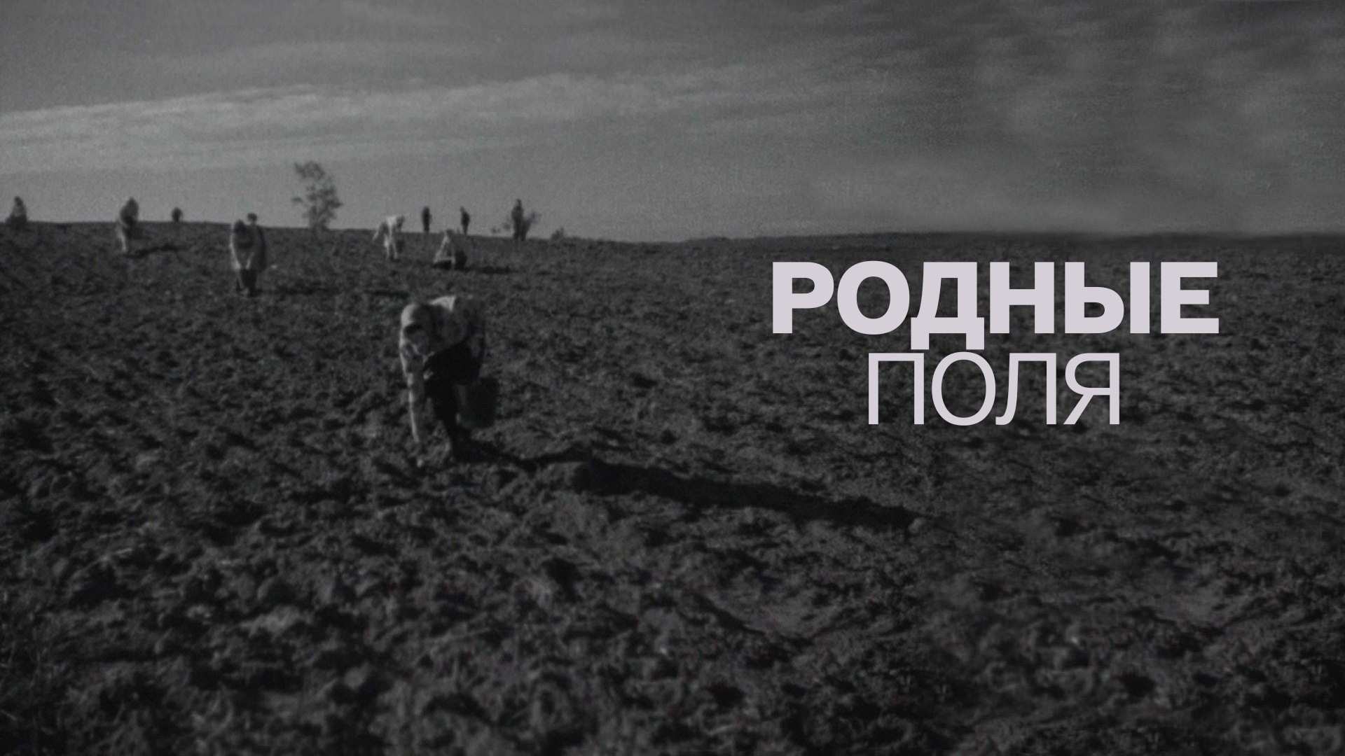 Родные поля