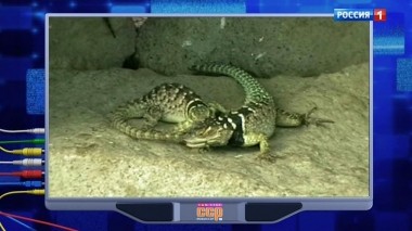 Эфир от 21.04.2019