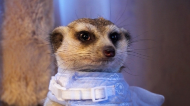 В кругу друзей. Эфир от 01.02.2026