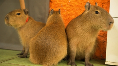 Эфир от 02.11.2025